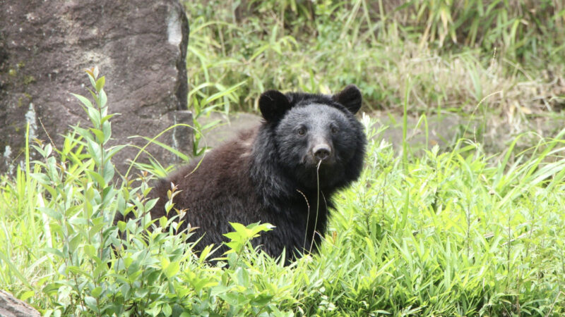 キャンプ中の熊対策　安全に自然を楽しむための知識