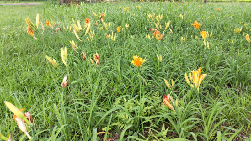 キャンプで楽しむ野草の採取と利用方法：自然の恵みを活用しよう