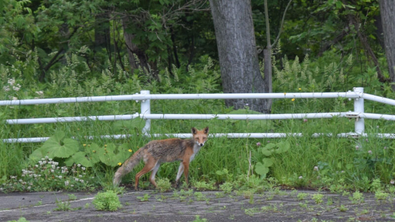 キャンプでの動物との共存　安全対策と楽しみ方