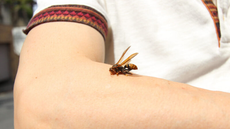 キャンプ中にアナフィラキシーショックが起きた場合の対処方法